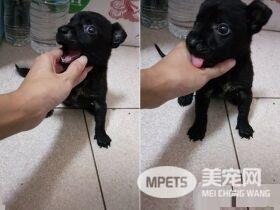 米克斯真的是惊喜包! 小黑狗长大变米奇