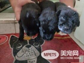 米克斯真的是惊喜包! 小黑狗长大变米奇