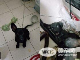 米克斯真的是惊喜包! 小黑狗长大变米奇