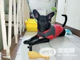 米克斯真的是惊喜包! 小黑狗长大变米奇