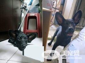 米克斯真的是惊喜包! 小黑狗长大变米奇