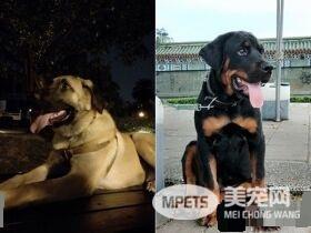 米克斯真的是惊喜包! 小黑狗长大变米奇