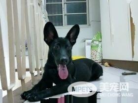 米克斯真的是惊喜包! 小黑狗长大变米奇