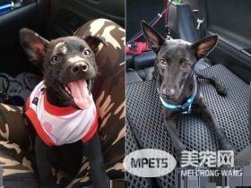米克斯真的是惊喜包! 小黑狗长大变米奇