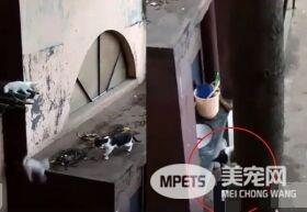 小猫失足坠落猫妈心切救援 过程超艰辛令人动容
