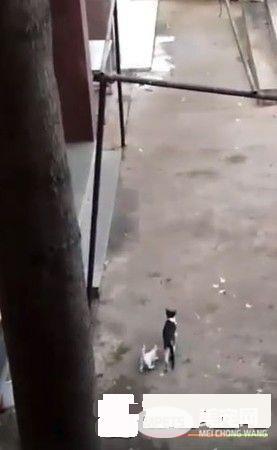 小猫失足坠落猫妈心切救援 过程超艰辛令人动容