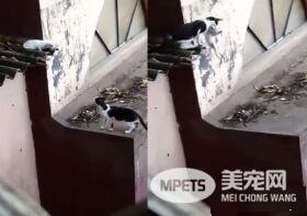 小猫失足坠落猫妈心切救援 过程超艰辛令人动容