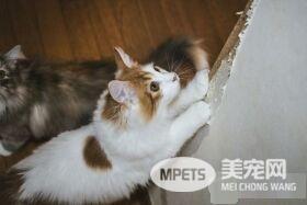 猫死人伤! 猫误入洗衣机 饲主救猫心切惨遭骨折