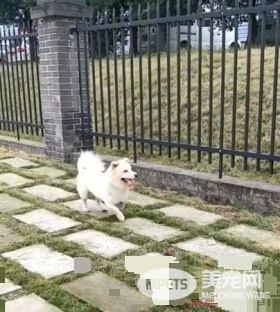 汪星人转移阵地玩耍 白汪却只能头过身没过