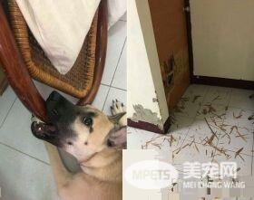 超级嘴痒的破坏王米克斯 克星原来是虎牌万金油