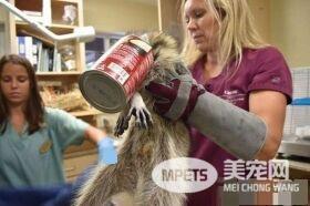 浣熊卡进浓汤罐头里 被兽医救出露超憨萌表情