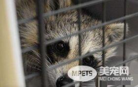 浣熊卡进浓汤罐头里 被兽医救出露超憨萌表情