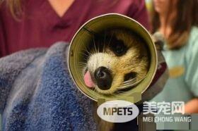 浣熊卡进浓汤罐头里 被兽医救出露超憨萌表情