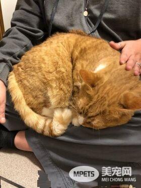 超委屈!三岁橘猫因为太粘人 惨遭主人弃养