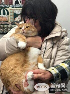 超委屈!三岁橘猫因为太粘人 惨遭主人弃养