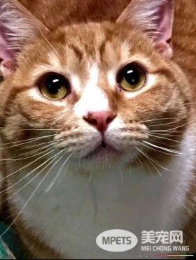 超委屈!三岁橘猫因为太粘人 惨遭主人弃养