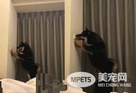 这招太厉害了 镭射笔成功吸引猫主子帮关灯