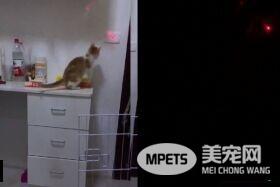 这招太厉害了 镭射笔成功吸引猫主子帮关灯