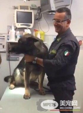 打针果然是毛孩的恶梦 凶勐印象的警犬也怕怕