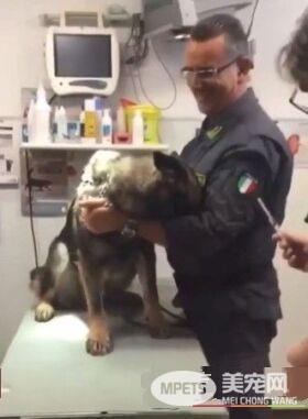 打针果然是毛孩的恶梦 凶勐印象的警犬也怕怕