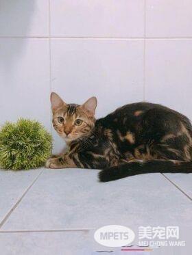 豹猫闻到自己尿味 露呆滞脸仿佛被自己的尿臭到