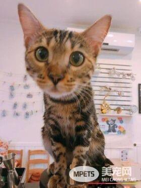 豹猫闻到自己尿味 露呆滞脸仿佛被自己的尿臭到