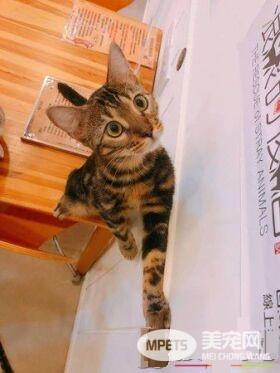 豹猫闻到自己尿味 露呆滞脸仿佛被自己的尿臭到