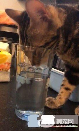 豹猫闻到自己尿味 露呆滞脸仿佛被自己的尿臭到