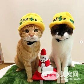 猫奴为防爱猫跟暖炉太近 特用可爱小道具隔开距离