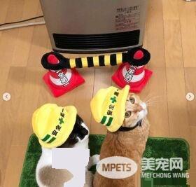 猫奴为防爱猫跟暖炉太近 特用可爱小道具隔开距离