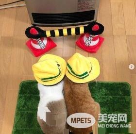 猫奴为防爱猫跟暖炉太近 特用可爱小道具隔开距离