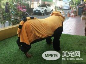 吓死宝宝了! 汪换上可爱浣熊装变身老虎