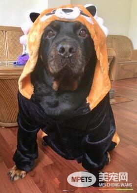 吓死宝宝了! 汪换上可爱浣熊装变身老虎