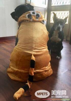 吓死宝宝了! 汪换上可爱浣熊装变身老虎