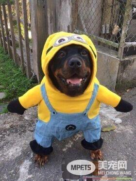 吓死宝宝了! 汪换上可爱浣熊装变身老虎