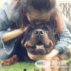 吓死宝宝了! 汪换上可爱浣熊装变身老虎