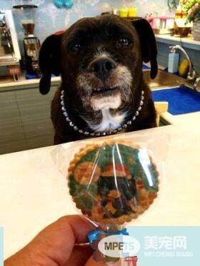 吓死宝宝了! 汪换上可爱浣熊装变身老虎