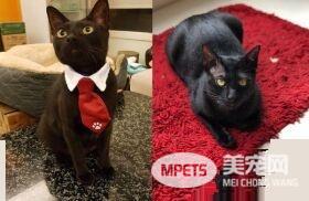 这也太懒了吧! 黑猫躲在棉被裡探头吃饭