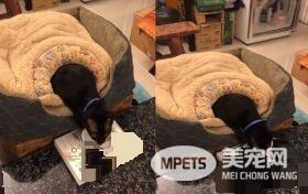 这也太懒了吧! 黑猫躲在棉被裡探头吃饭