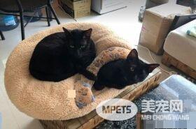 这也太懒了吧! 黑猫躲在棉被裡探头吃饭