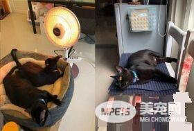 这也太懒了吧! 黑猫躲在棉被裡探头吃饭