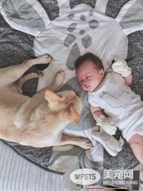 超傲娇法斗被碰就触电 这是什么生物为什么要碰我