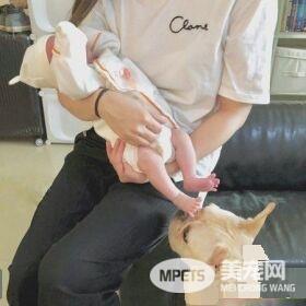 超傲娇法斗被碰就触电 这是什么生物为什么要碰我