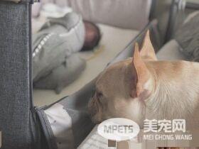 超傲娇法斗被碰就触电 这是什么生物为什么要碰我