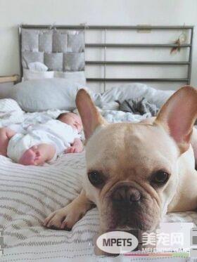 超傲娇法斗被碰就触电 这是什么生物为什么要碰我