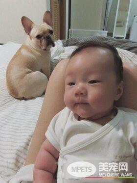 超傲娇法斗被碰就触电 这是什么生物为什么要碰我