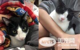 帮忙奴才燃烧体脂肪! 5公斤宾士猫重压肚子上