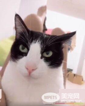 帮忙奴才燃烧体脂肪! 5公斤宾士猫重压肚子上