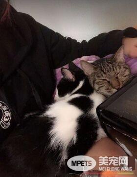 帮忙奴才燃烧体脂肪! 5公斤宾士猫重压肚子上