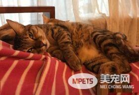 幸福的冬季来了! 虎斑猫超爱依偎奴才取暖